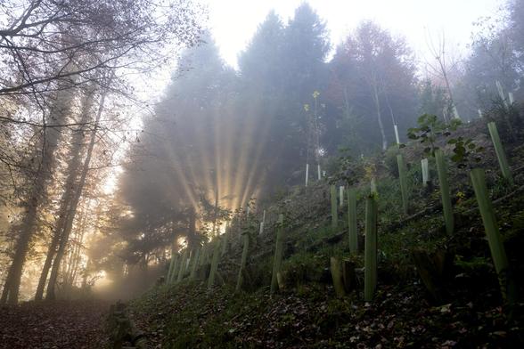 Blick Bergaufwärts durch den Wald in die Sonne die durch den Bäumen seine Strahlen schickt