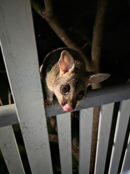 Barney the brushtail possum checking me out.