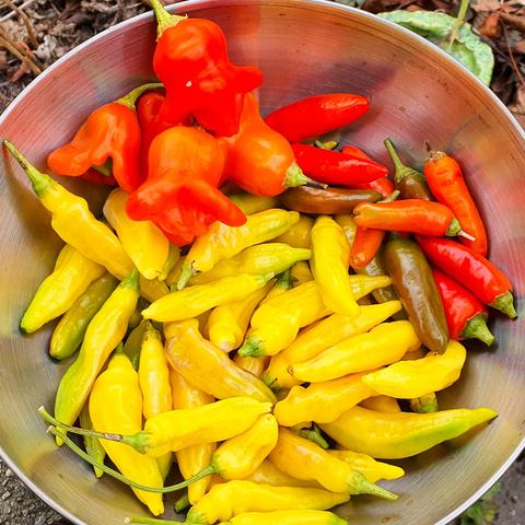 Schüssel mit gelben und roten länglichen Chilis und ein paar roten Glockenchilis