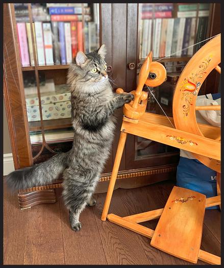 Small long hair male Tabby standing on his hind legs while supporting himself against the Spinning Wheel.