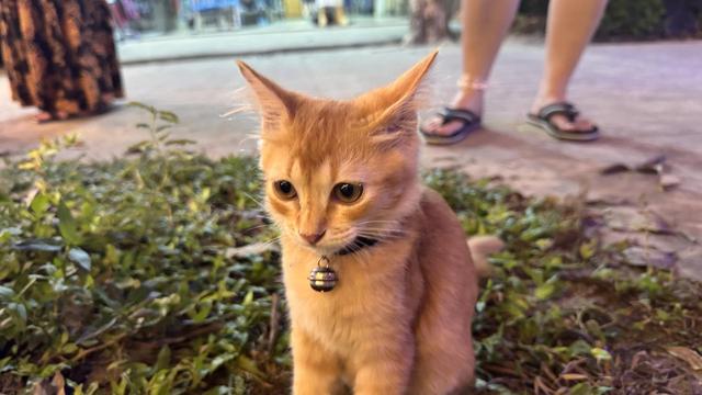 Dieses Bild ist eine klare Nahaufnahme eines jungen, orangefarbenen Kätzchens, das frontal in die Kamera blickt.
• Zentrum: Das Kätzchen hat ein helles, rötliches Fell und große, aufmerksame, bernsteinfarbene Augen. Seine Ohren sind groß und spitz, und es hat einen sanften, leicht besorgten Ausdruck. Es trägt ein dunkles Halsband mit einer kleinen, silbernen Glocke.