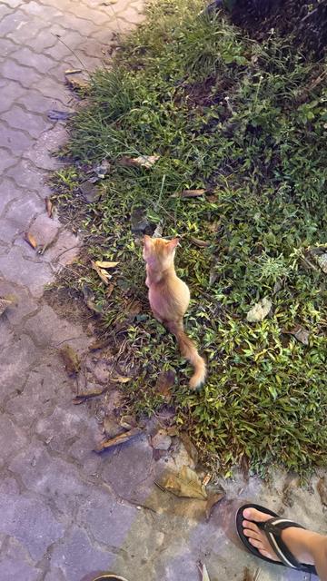 Aufnahme von oben, die ein kleines, junges Kätzchen zeigt, das am Rand eines Rasenstücks sitzt.