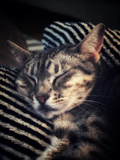 A close-up of a sleeping gray tabby cat resting on a striped black and white blanket. The cat's eyes are closed, and its fur appears soft and relaxed.