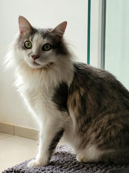 Flokito, a fluffy grey and white cat with large, luminous green eyes, sits alertly on a dark grey rug. His gaze is fixed intently to the camera, capturing a moment of quiet curiosity. [Brazilian Portuguese] Flokinho, um gato fofo cinza e branco com olhos verdes grandes e luminosos, senta-se atentamente em um tapete cinza escuro. Seu olhar está fixo em direção à câmera, capturando um momento de curiosidade silenciosa.