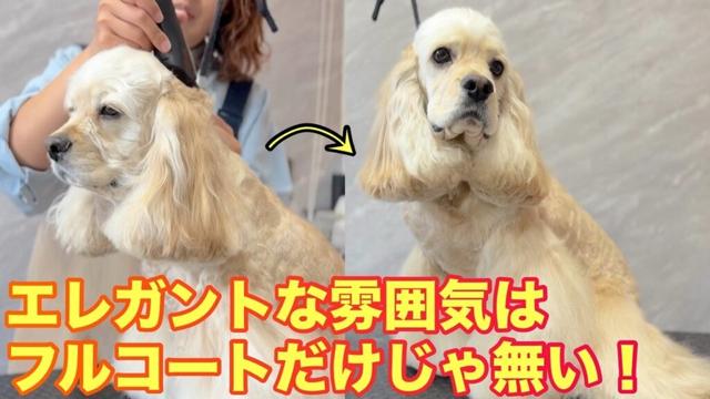 アメリカンコッカースパニエルは足のカットスタイルで決まる✂️✨(まるくん)(ぽちくん)
