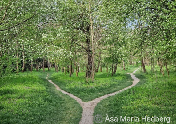 A path dividing into two paths like Y-shape, leading into a leafy forest. Light green summer grass and the sun reflecting in the leaves. Image borrowed from grassdreamstime.com