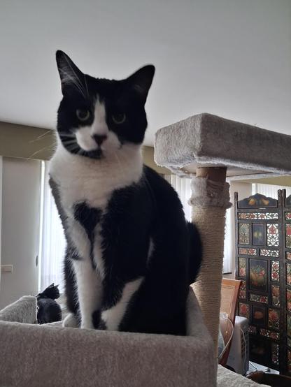 Mona, tuxie cat,  sitting on one of the shelves  of the cat tree. Wge pur ob her treat asking face. Her brother Kuro, all black, sits in the background, his back towards the camera,  looking at something to his right.