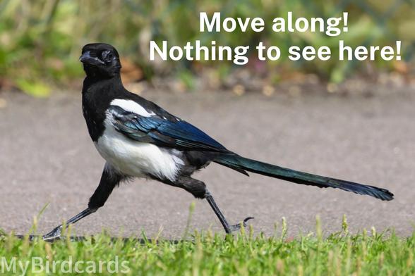 A photo of an Eurasian Magpie (Pica pica) moving hurriedly along the grass verge of a tarmaced pathway. The words "Move on! Nothing to see here!" are featured top-right 🙂 

📷: Photo by TheOtherKev via Pixabay 
https://pixabay.com/photos/magpie-grass-bird-black-white-5429724/