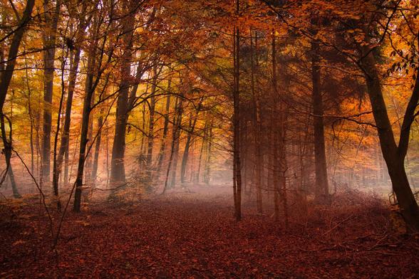A dark autumn forest in predominantly brown tones. Light fog swirls between the individual trees, creating a mystical and somewhat eerie atmosphere.