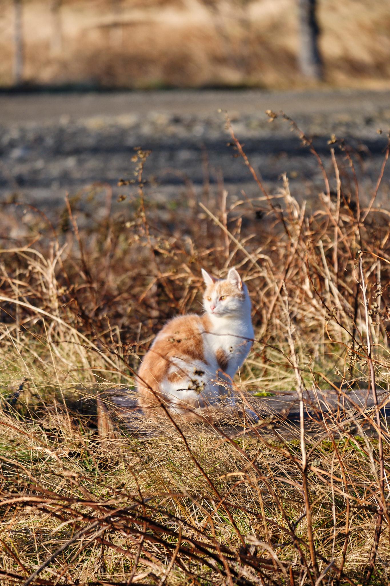 A ginger and white cat in the grass, head turned, looking very picturesque in the sun