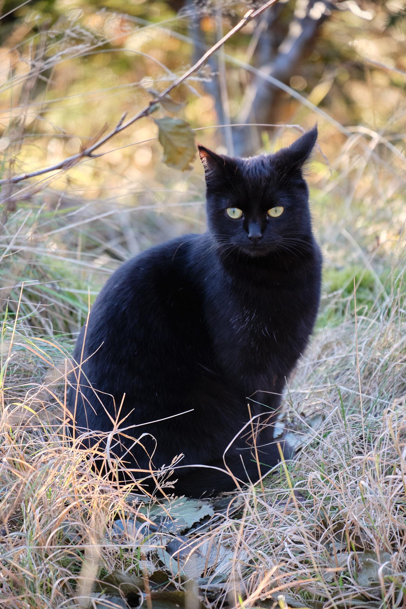 A black void of a cat sitting on some yellow grass