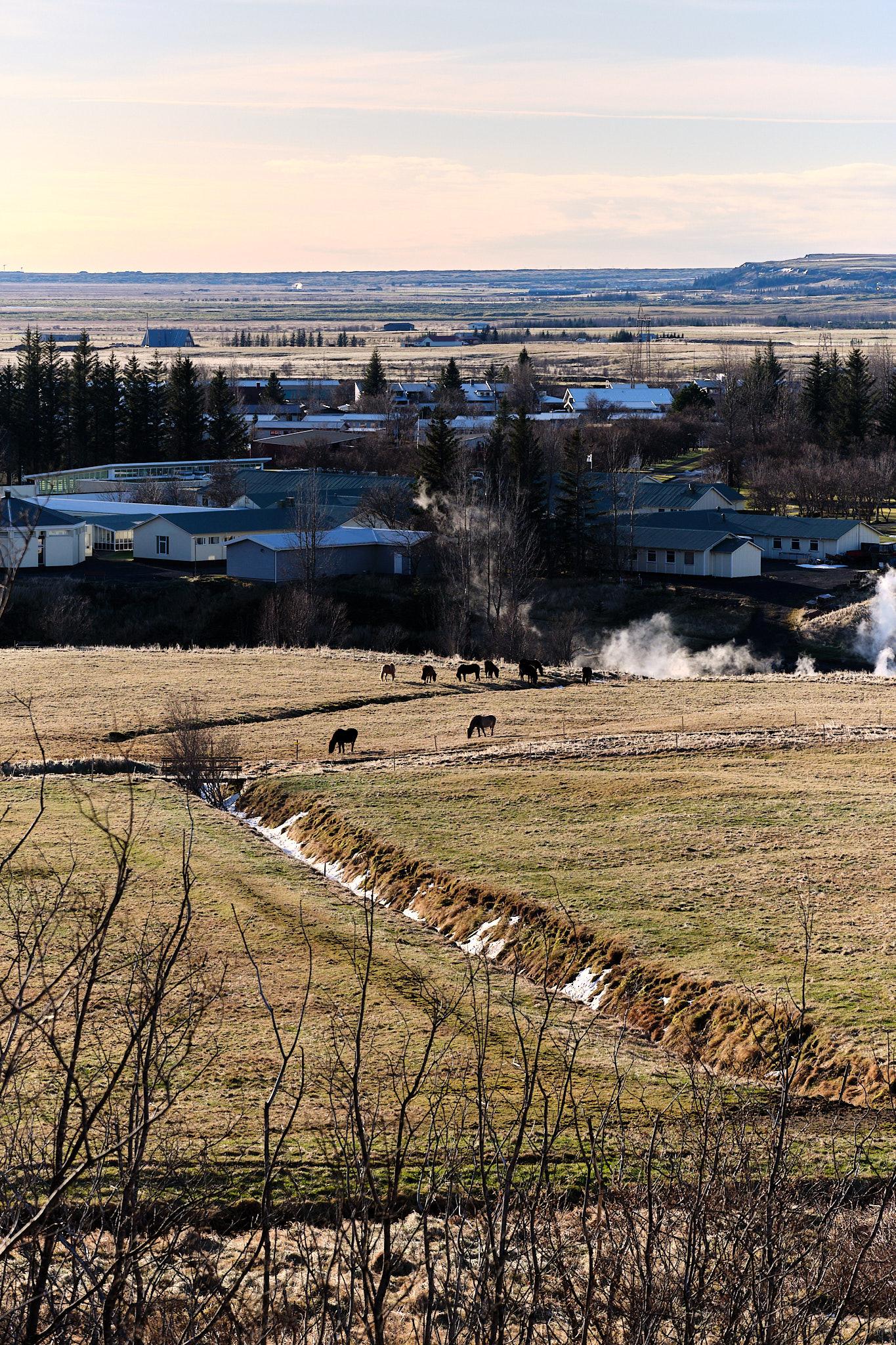 A field with horses. Steam rises in the background from small geothermal wells.