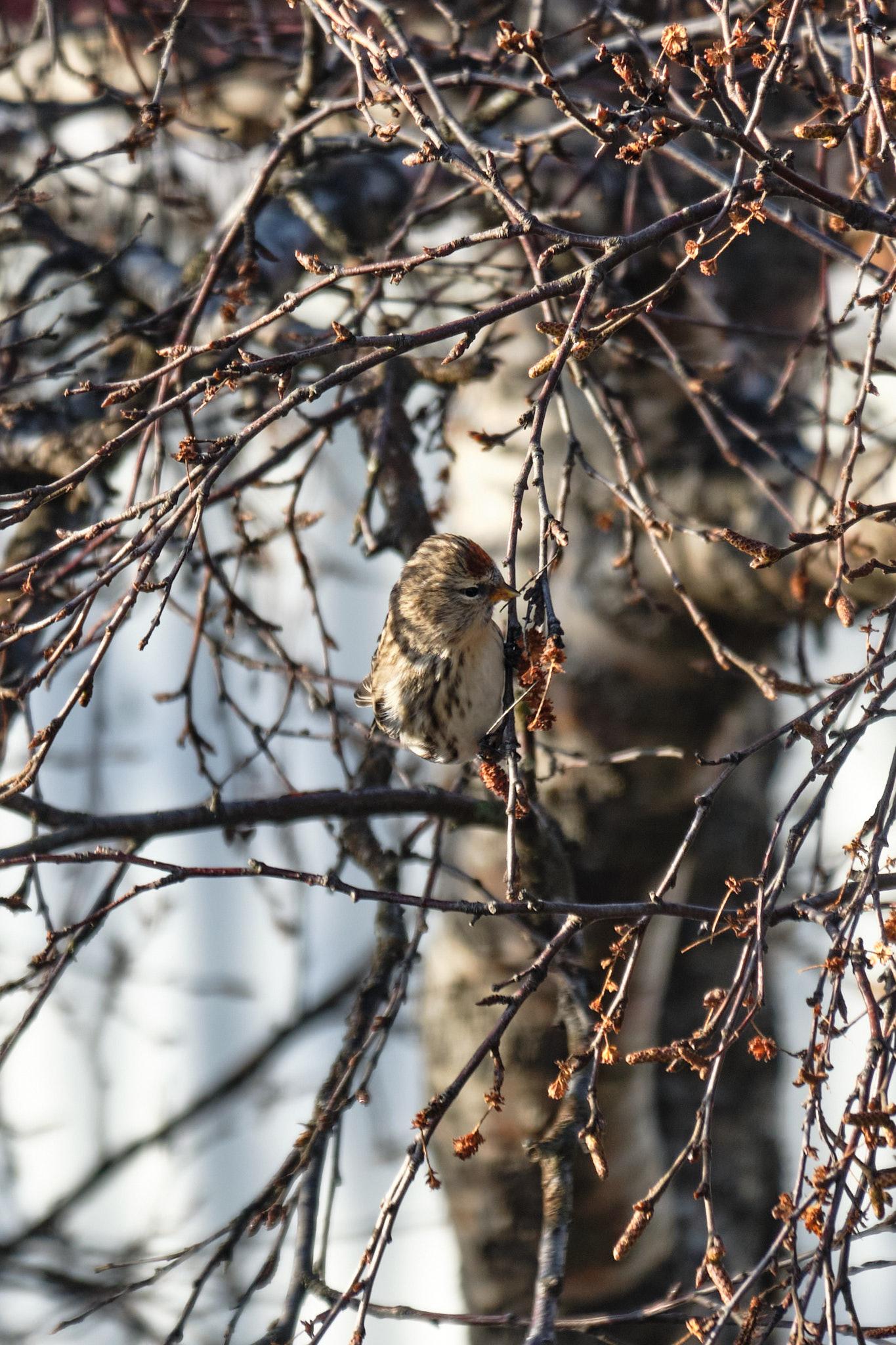 A small bird hangs off a birch tree branch picking out some seeds to eat