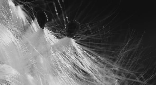 Black and white macro photograph of three or four dark, almost triangular milkweed seeds, still caught together as they emerged from their pods, with their white silky and shiny "hairs" standing out against a dark background.

Photographie macro en noir et blanc de trois ou quatre graines d'asclepiades foncées et de forme presque triangulaire, encore prises ensemble en sortant de leur gousse, avec leurs "cheveux" blancs soyeux et brillants se détachant sur un fond noir.
