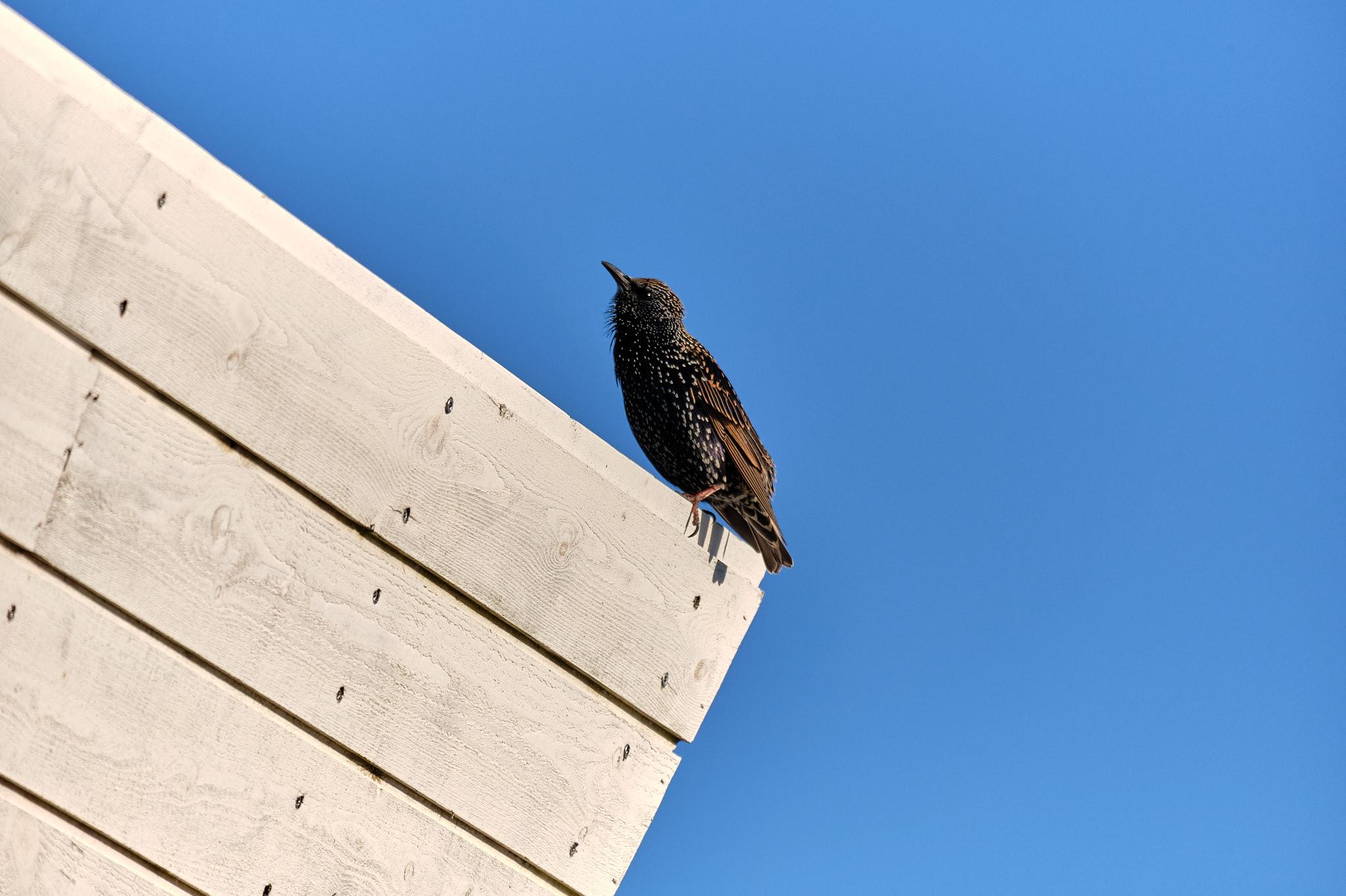 A starling perched on a roof's edge, staring at the photographer