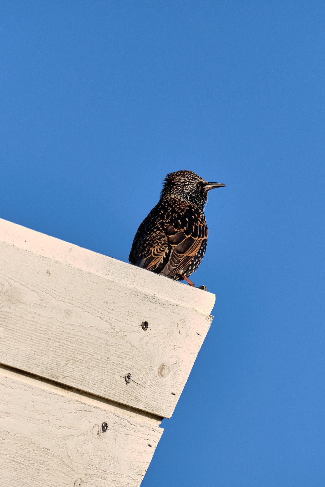 Same starling, staring at the same photographer, just from a marginally different angle