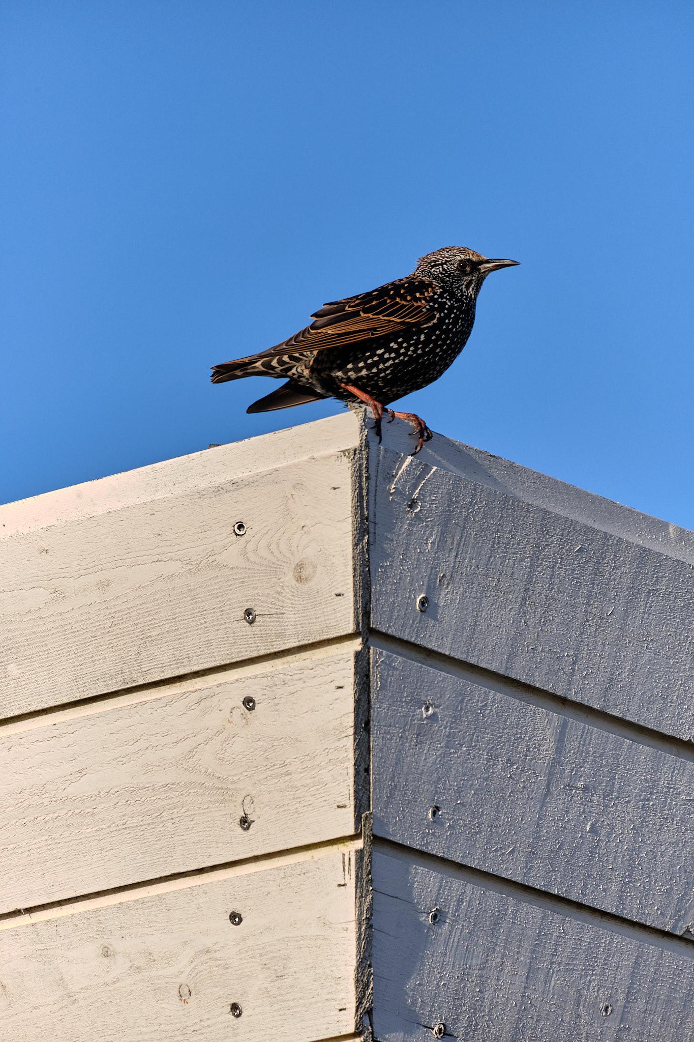Now on the other side of that corner, the starling is still staring