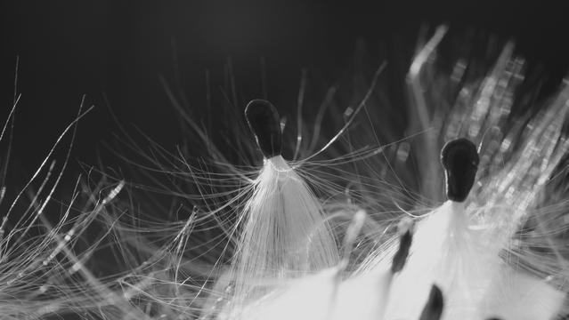 Black and white macro photograph of a dark, almost triangular milkweed seed, still caught with other seeds as they emerged from their pods, with arms in the air and a tutu like a ballerina, the white silky and shiny "hairs" standing out against a dark background.

Photographie macro en noir et blanc d'une graine d'asclepiades foncée et de forme presque triangulaire, encore prises avec d'autres graines en sortant de leur gousse, avec un tutu et les bras dans les airs comme une ballerines, les "cheveux" blancs soyeux et brillants se détachant sur un fond noir.