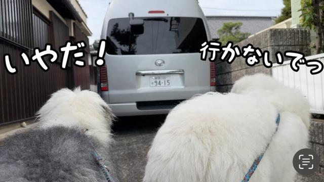 【お別れの日】去ってゆく家族を見送りながら悲しくて思わず泣いちゃう超大型犬と子犬がこちらです…｜グレートピレニーズ&オールドイングリッシュシープドッグ&トイプードル