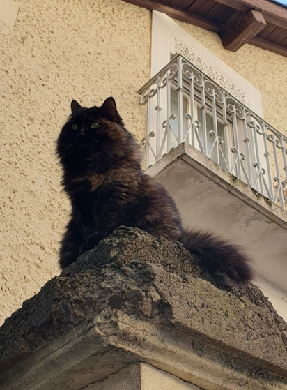 chat à poil sombre ou écaille de tortue, très long et très dense, assis sur le haut d'un pilier de portail. sa fourrure forme une boule autour de sa tête, on ne voit pas son cou.
