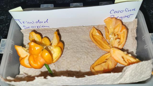 Zwei aufgeschnittene, gelb-orangene Chilifrüchte in einer Tupperdose, die mit etwas Küchenkrepp ausgelegt ist. Darüber steckt ein Zettel auf dem Trinidad Scorpion und Carolina Reaper steht.