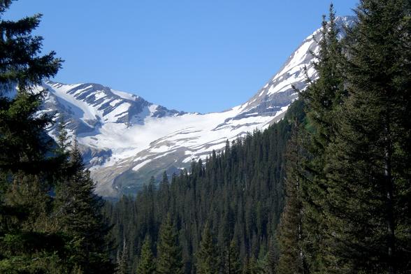 Jackson Glacier in the background and evergreens in the foreground