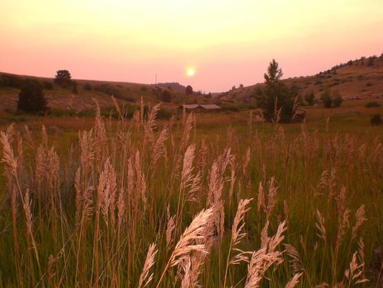 Wild grasses in the foreground and a hazy sunset in the distance