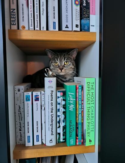 A grey tabby cat sitting behind a row of books. In the row above her, you can read only parts of the spines. The fragments from left to right: Eileen Ott - Dr. Devon Price -  Edouard Louis en finir avec - Edouard Louis Histoire de la - Michel Bussi - Anthony Good - Temple Grandin - Delia Owens - entury Poems.
In the row in front of her, you can read the entire spines. From left to right: Eleanor Oliphant is completely fine Gail Honeyman - Michel Bussi j'ai dû rêver trop fort - Michel Bussi sang famille - Girl Edna -  Poems on the underground - Changer l'eau de fleurs Valérie Perrin - Lucky You Carl Hiaasen - a friend is a gift you give yourself William Boyle - The most difficult thing Charlotte Philby.