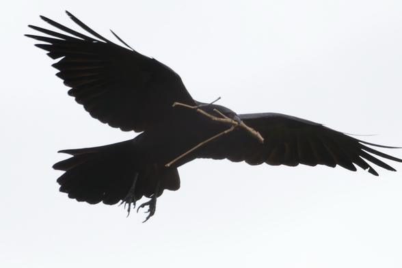 A fish crow carrying a stick.