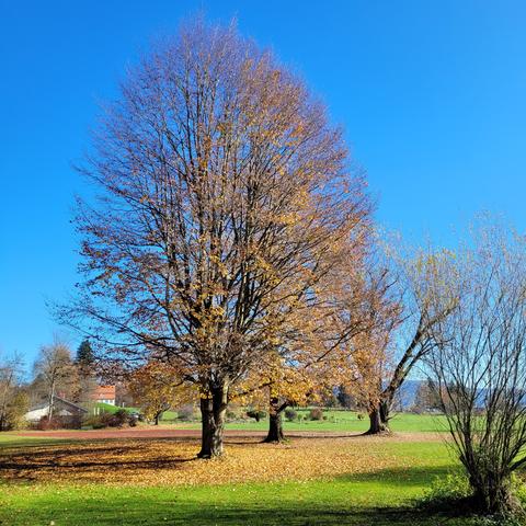 Große Buche im Sonnenlicht. Sie hat schon viel Laub verloren, das auf def Wiese liegt. Blauer Himmel und Sonne