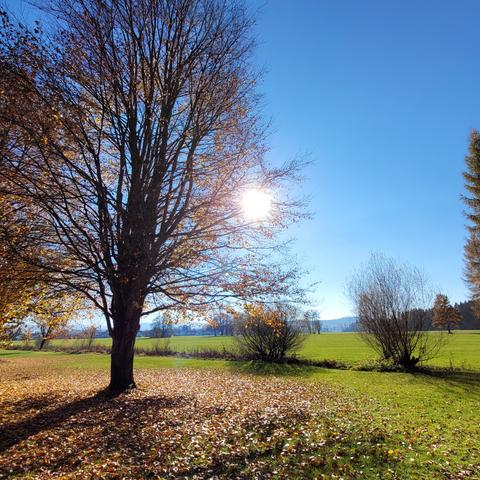 Eine andere Buche. Rechts steht die Sonne.