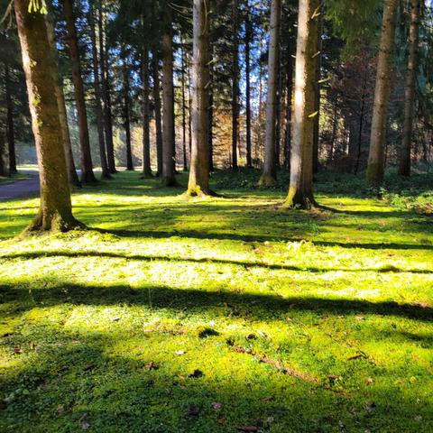 Wald mit Moos und Gras. Man sieht Baumstämme. Die Sonne  scheint aufs Gras und wirft Schatten