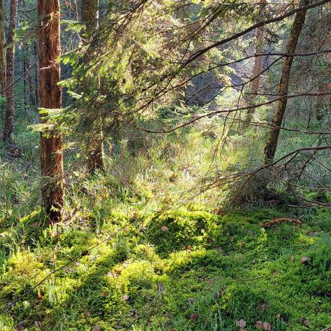 Ein Waldstück seht bemoost in das Sonne scheint