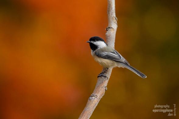A chickadee stands on a narrow branch in front of distant, blurred orange fall foliage.