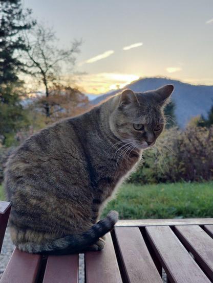Petite chatte tigrée installée sur une table en bois, derrière laquelle le soleil se couche derrière les montagnes et les arbres, le tout sous un ciel bleu.