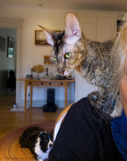 A young tabby cat with a tiny rusty red spot on her forehead and curly hair is looking askance at us as she sits on her human's shoulder. Just behind her, lying on a red rug on the floor and staring intently up at her is a border collie.