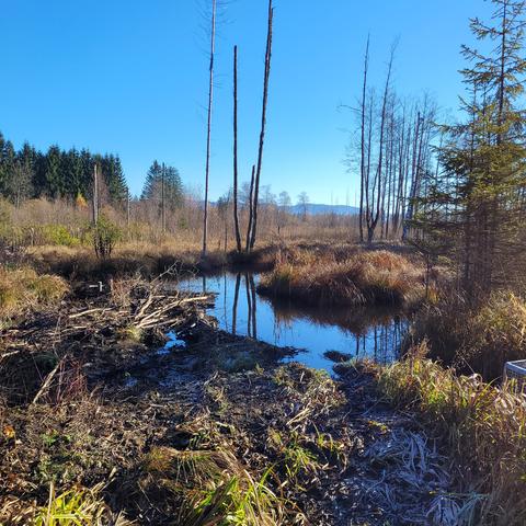 Moorwiese mit Wasser und abgestorbenen Bäumen