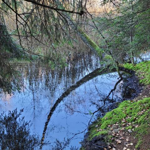 Tümpel erweiterter Bach im Moorwald.
Ein Baumstamm hängt herab ins Wasser