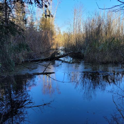 Teich Wasser im Moor viel Schilf Bäume. Das braune Moorwasser schimmert blau