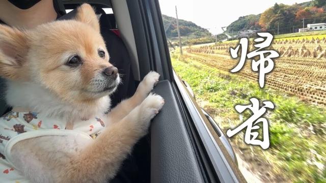 実家に帰れるのが嬉しくて愛犬がこうなりました…
