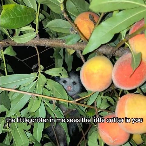 Photo: An opossum, sitting in a peach tree, looking at the camera between leaves twigs and peaches.
Text: The little critter in me sees the little critter in you