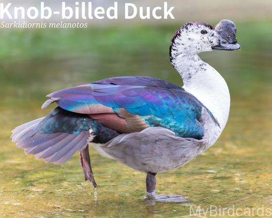 🌍🌏 Knob-billed Duck (Sarkidiornis melanotos) 

The Knob-billed Duck, also known as the African Comb Duck, is a large duck with iridescent blue upperparts and a white head/underparts. Males are larger and have a distinctive, fleshy black knob on the bill, which is absent in females. It's found in tropical and subtropical wetlands across Sub-Saharan Africa, Madagascar, and South Asia. They are largely resident, with some seasonal dispersion based on water availability. They often perch in trees and are usually seen in flocks that can reach up to 100 in the dry season. Males are polygamous, mating with multiple females, and the species nests mainly in tree holes. They feed by grazing or dabbling for vegetation, seeds, and invertebrates. 2.5 Flash (Edited) 

Conservation status: Least Concern (IUCN 3.1)

Fun fact: Despite its striking appearance, this species is typically very silent. Its most common vocalization is a low croak or grunt, usually heard only when the bird is disturbed or flushed.

📷: Photo by dragh via Pixabay 
https://pixabay.com/photos/buttonbilled-duck-duck-bird-animal-8940585/

ZZHH