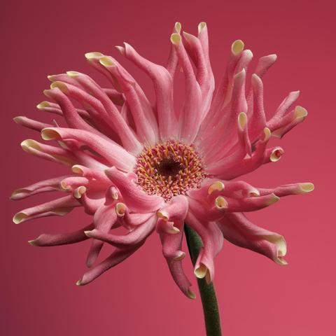 Photograph of a pink, curly petalled gerbera.