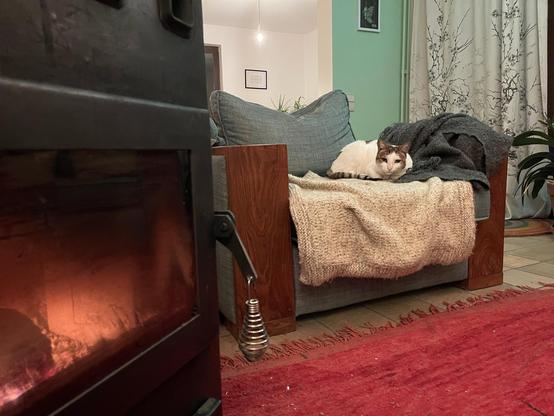 On the left, a black stove with firewood burning. On the right, a white and brown cat laying on a white blanket on a blue sofa with wooden sides. A red carpet on the ground.