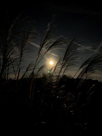 Color image of the waning full moon November 6, 2025, Bath Township, Summit County, Ohio, USA. Image shows the nearly full moon, now waning, just above the eastern horizon, lighting wispy clouds in a dark sky, lighting up the heads of tall ornamental grasses in a field.