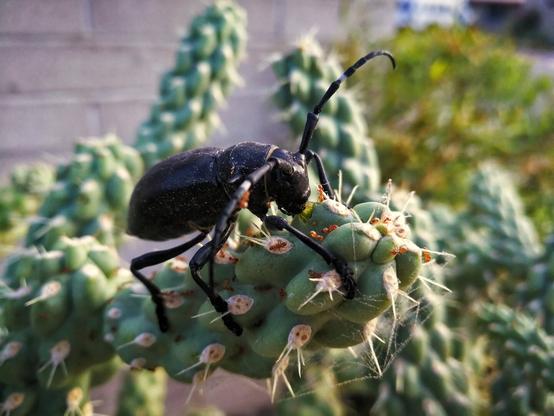 A large black beetle with long antenna, perched on a spiny, green cactus, chomping into it. Small red ants scurry around both cactus and beetle. Small, thin webs connect cactus needles. It is a close-up shot with a blurred outdoor background.