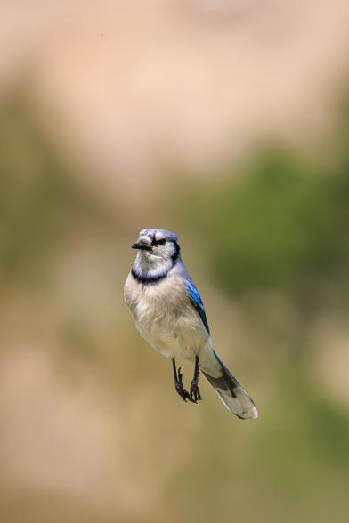 A photo of a blue jay (Cyanocitta cristata) in mid-flight against a soft, blurred background of beige and green tones. Its wings are folded tightly against its body and its legs are extended behind it as though it has just leapt into the air. It's facing to the left of frame, turned slightly toward the camera.