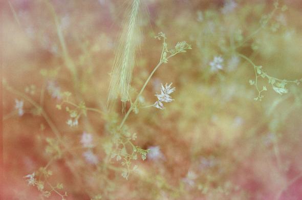 L'image présente une composition abstraite et floue, dominée par des teintes de rose, de pêche et de jaune clair. Au premier plan, on distingue quelques petits éléments végétaux. Sur la partie supérieure gauche, une tige fine et allongée, ressemblant à une brindille d'herbe ou une graminée, se dresse verticalement. Un second élément végétal, avec de petites feuilles et de minuscules fleurs blanches, traverse l'image de la droite vers le centre et le bas. L'arrière-plan est complètement flou, créant un effet de bokeh doux et onirique, avec des variations de couleurs qui contribuent à une atmosphère délicate et éthérée. La granularité visible sur l'image ajoute une texture subtile.