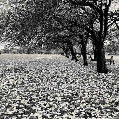 Square monochrome photo of an avenue of cherry trees, viewed from the side. The ground is covered in light coloured leaves. Beyond the trees, barely visible beneath the leaves is a path, with three benches with people sat on them, lined up with the gaps between the trees