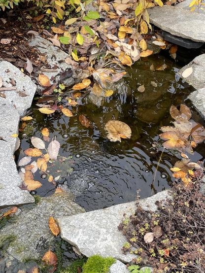 The bottom pond has captured a lot of leaves. The water is dark but clear.